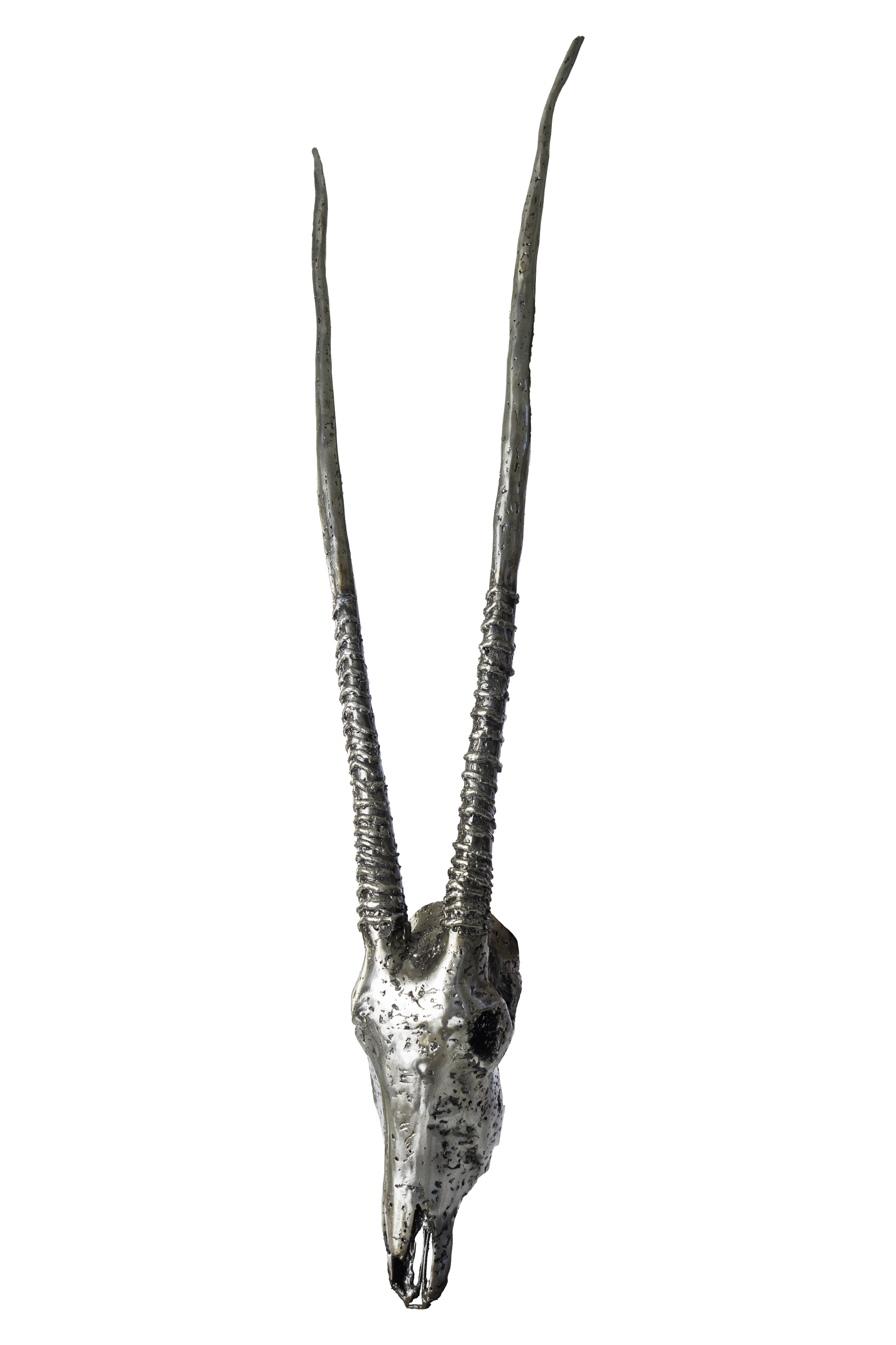 GEMSBUCK SKULL