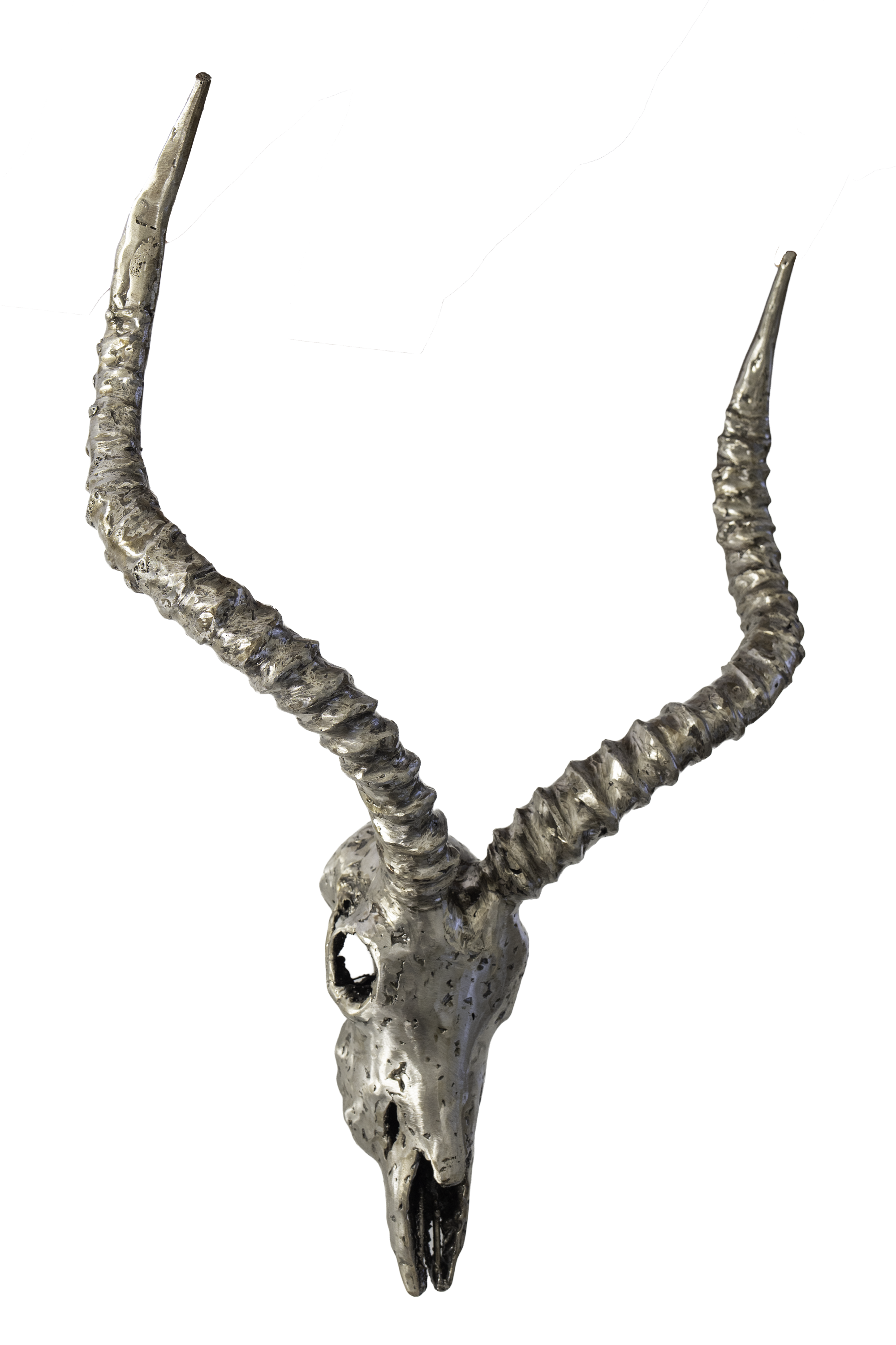 IMPALA SKULL