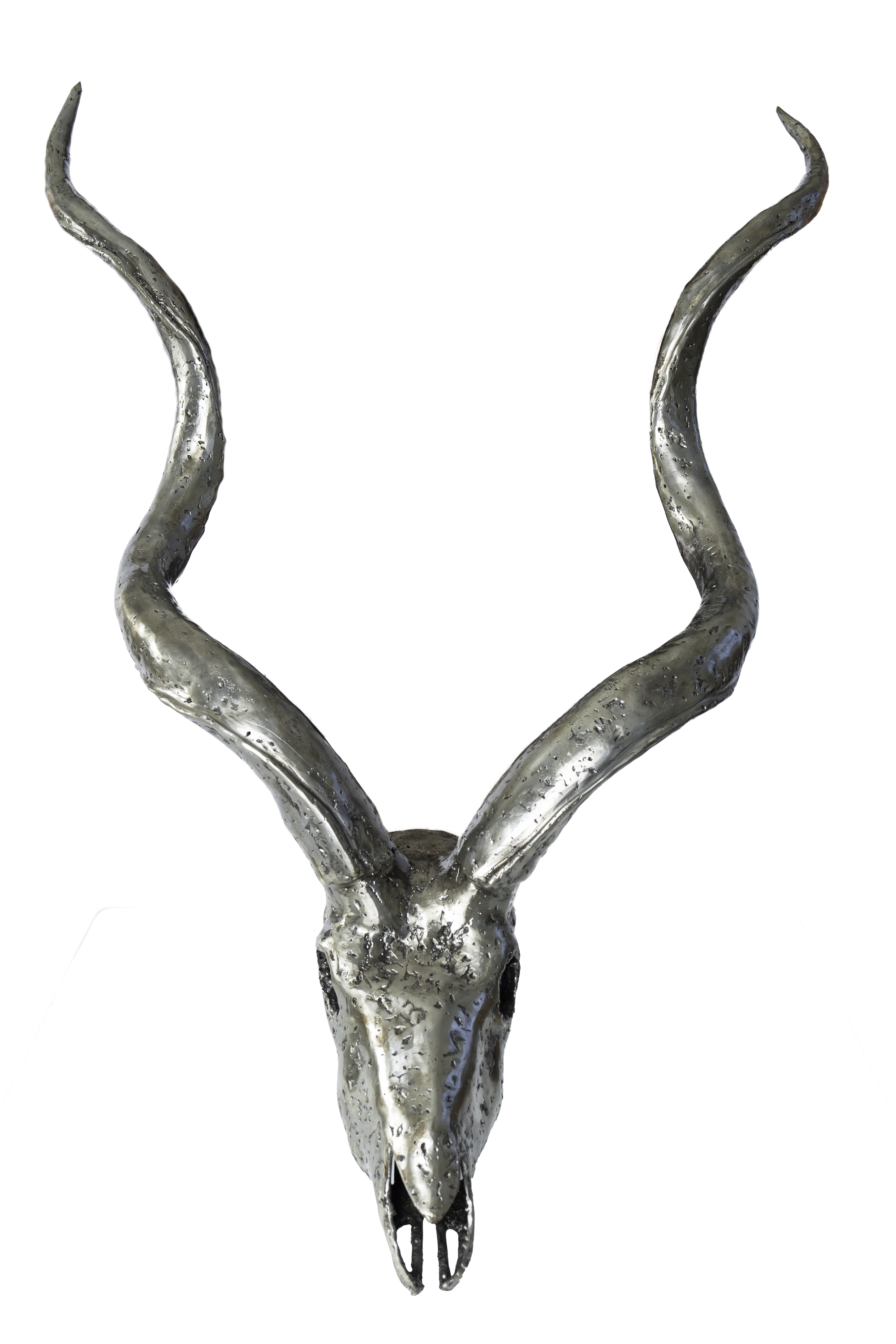 KUDU SKULL
