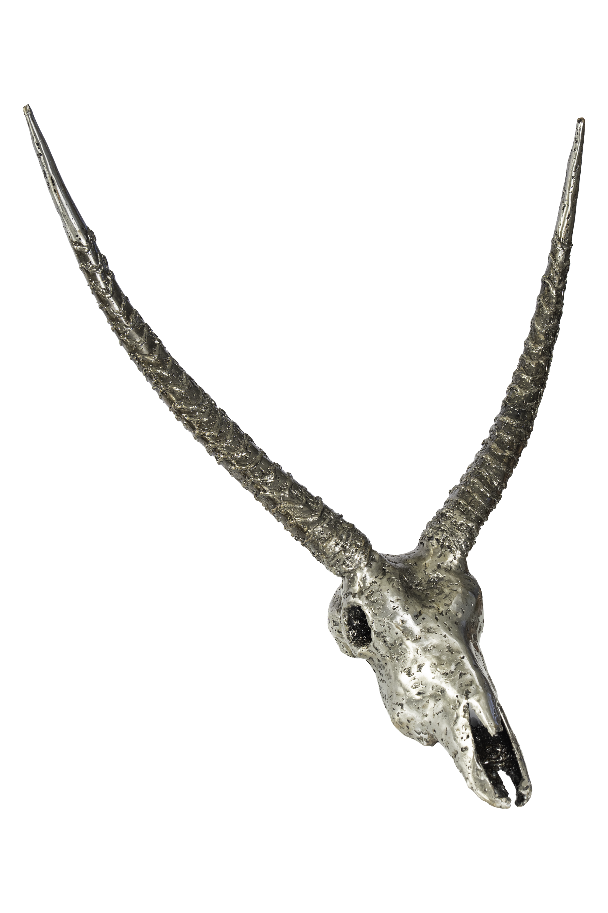 WATERBUCK SKULL