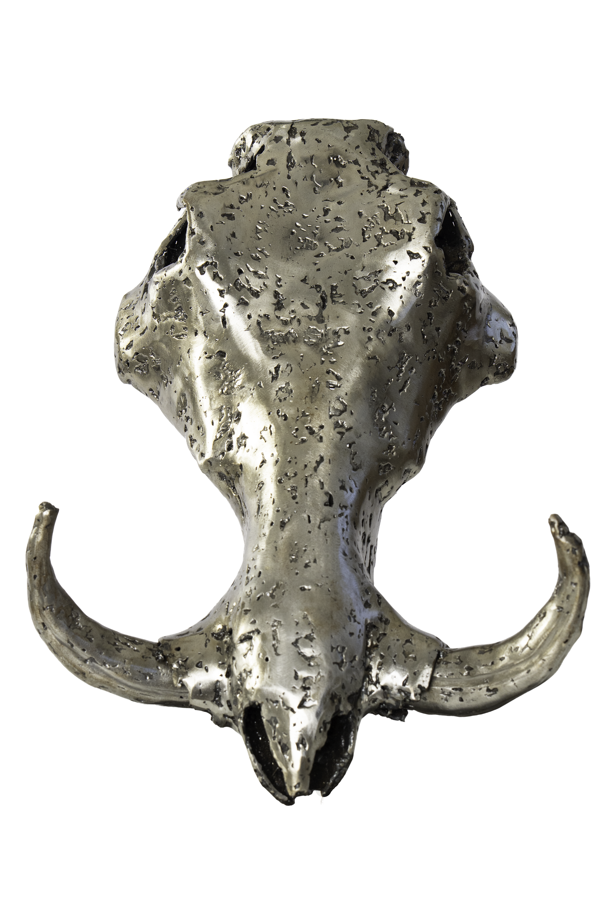 WARTHOG SKULL